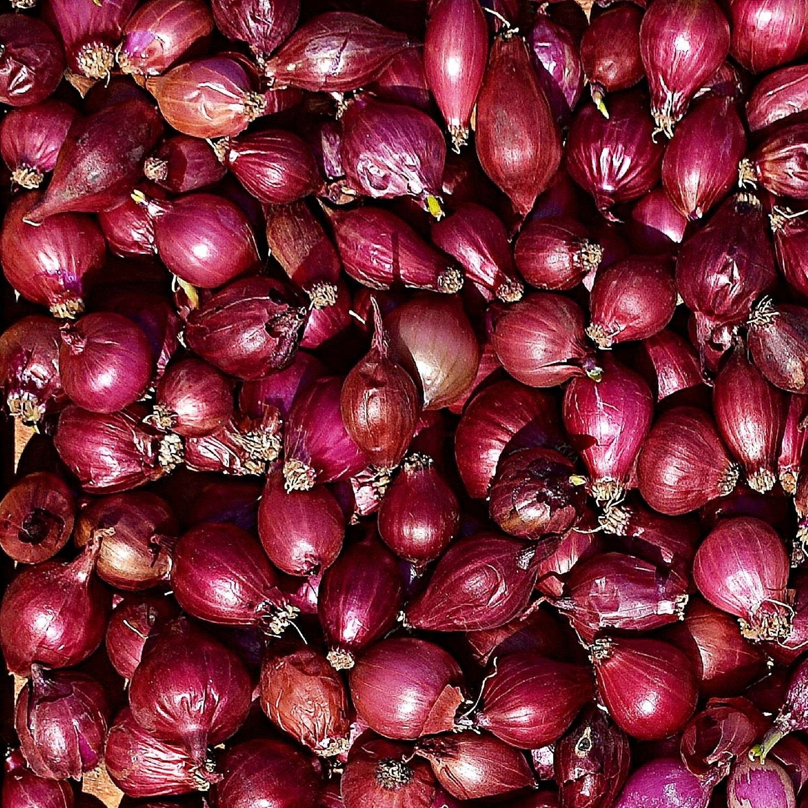 Karmen Red Onion Set Bulbs Organic Non GMO Garden Vegetable – 1 lb