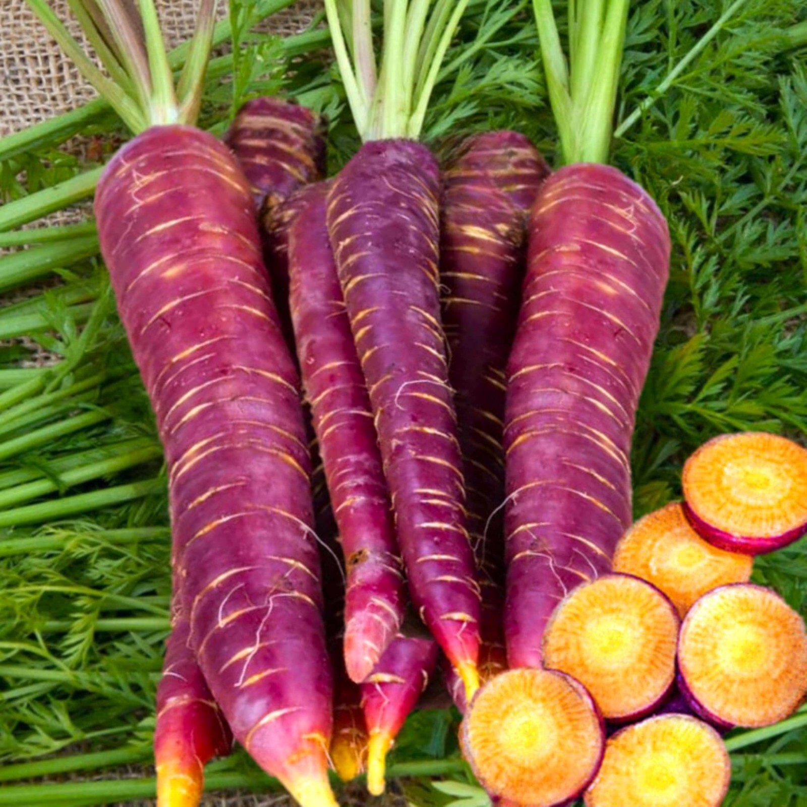 Purple Carrot Seeds – 1000 Count – Non-GMO Heirloom Garden Vegetable.