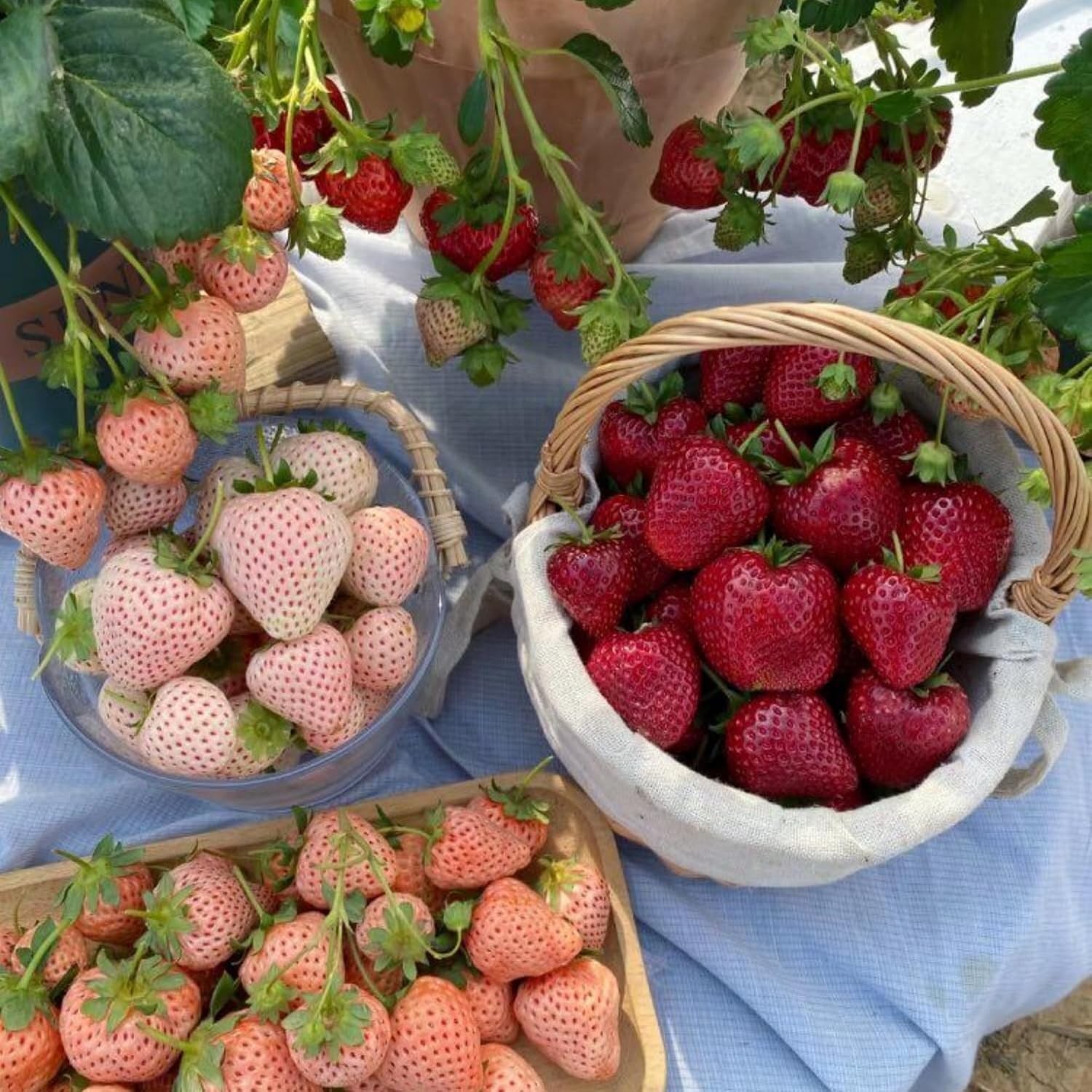 850+ Mixe Color Strawberry Seeds for Planting – Yellow, White, Red Strawberry Se