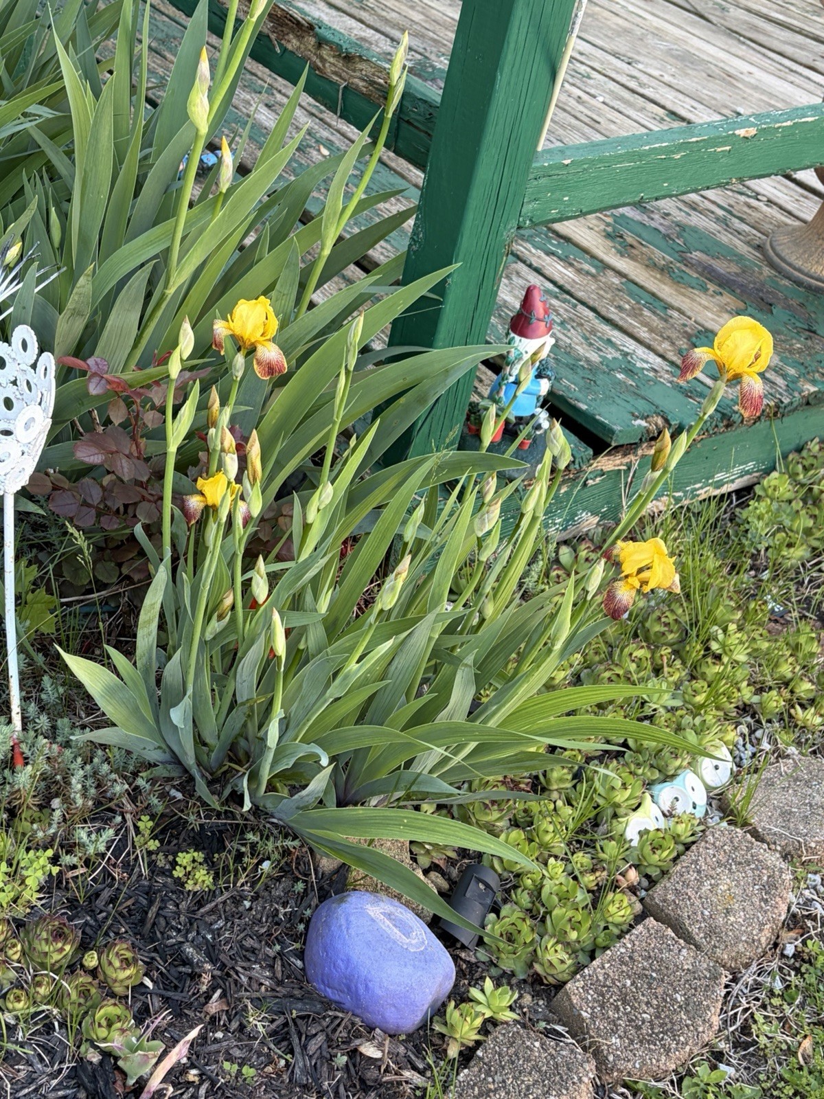 Dwarf Yellow And Reddish- Brown Veining Bearded Iris- 6 Rhizomes Mini Irises