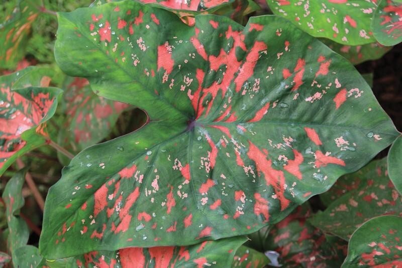 Cheapest Freckles Caladiums Bulbs (2ct)