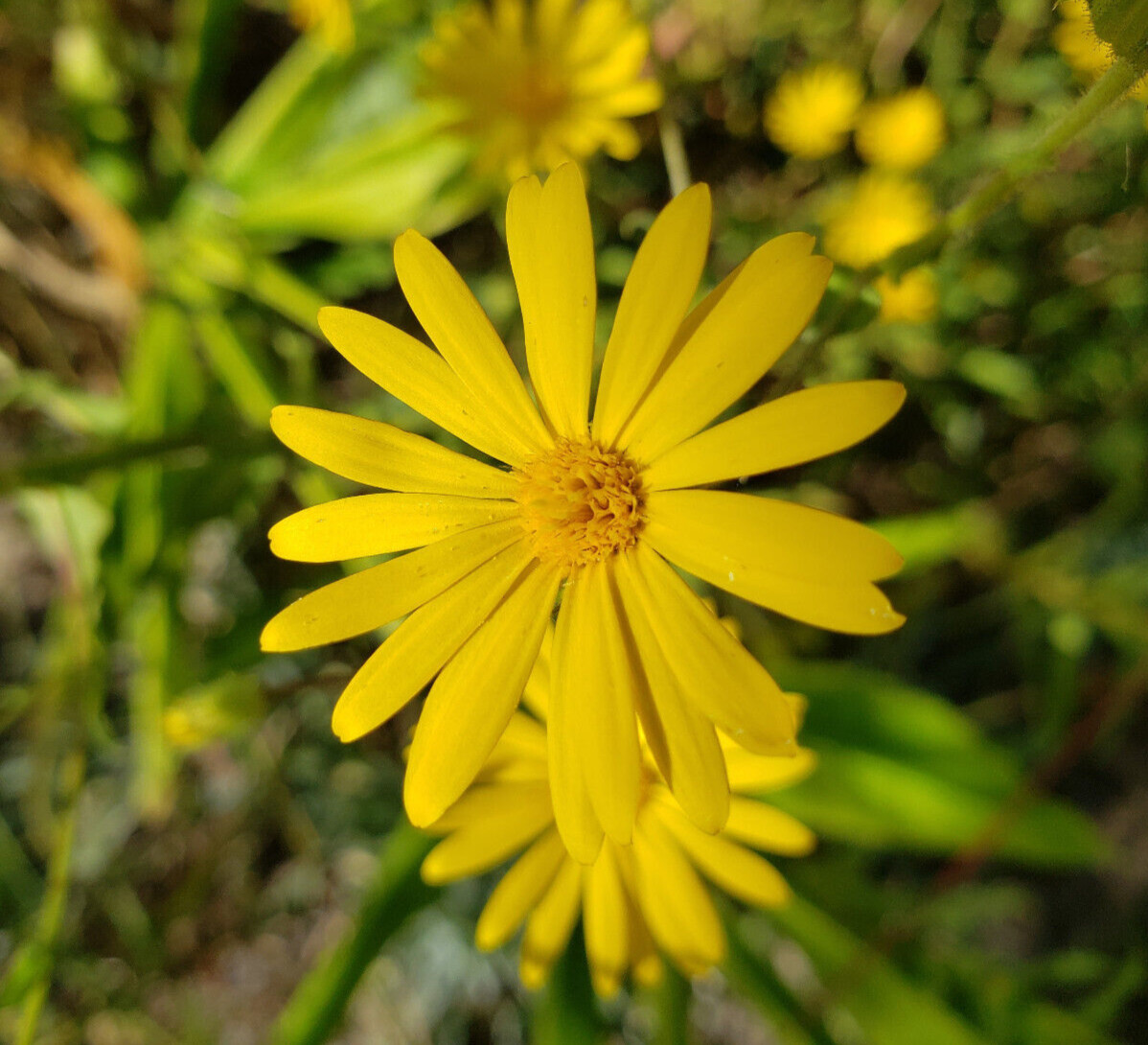 Godfrey’s Golden Aster | 25 Seeds | Chrysopsis Godfreyi | Florida Native Flower