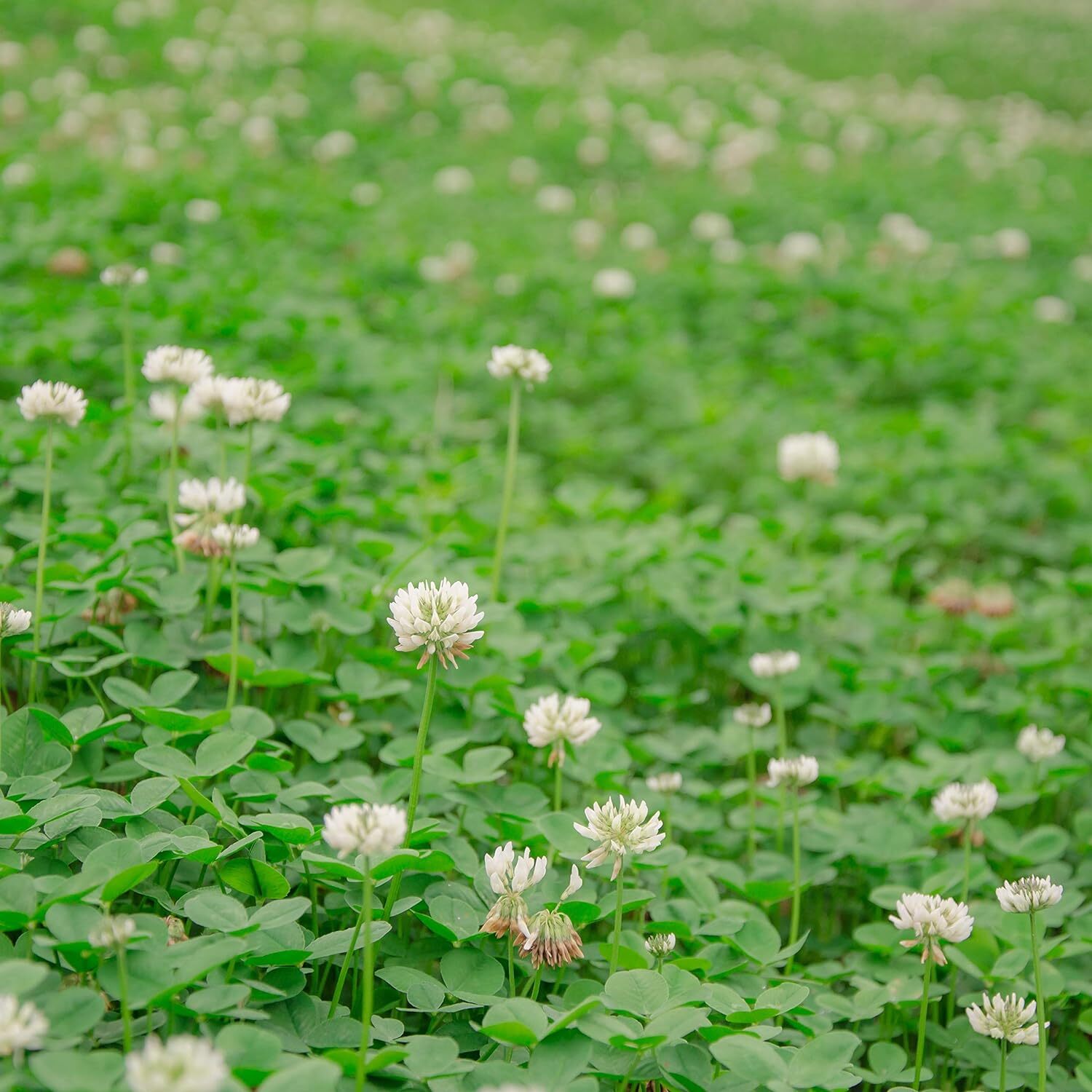 5lb Perennial White Dutch Clover Seed for Erosion Control, Ground Cover, Pasture