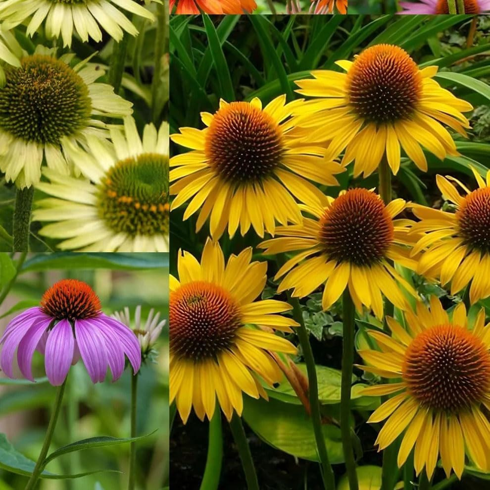 1000+ Echinacea Purpurea Seeds for Planting, Mixed Color Echinacea Coneflower Se