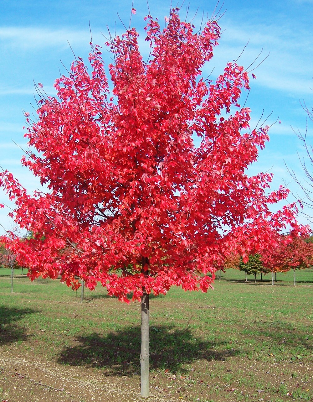 Southern Red Maple Tree | Premium Seeds | Acer rubrum ‘Fall’ | Plants’®