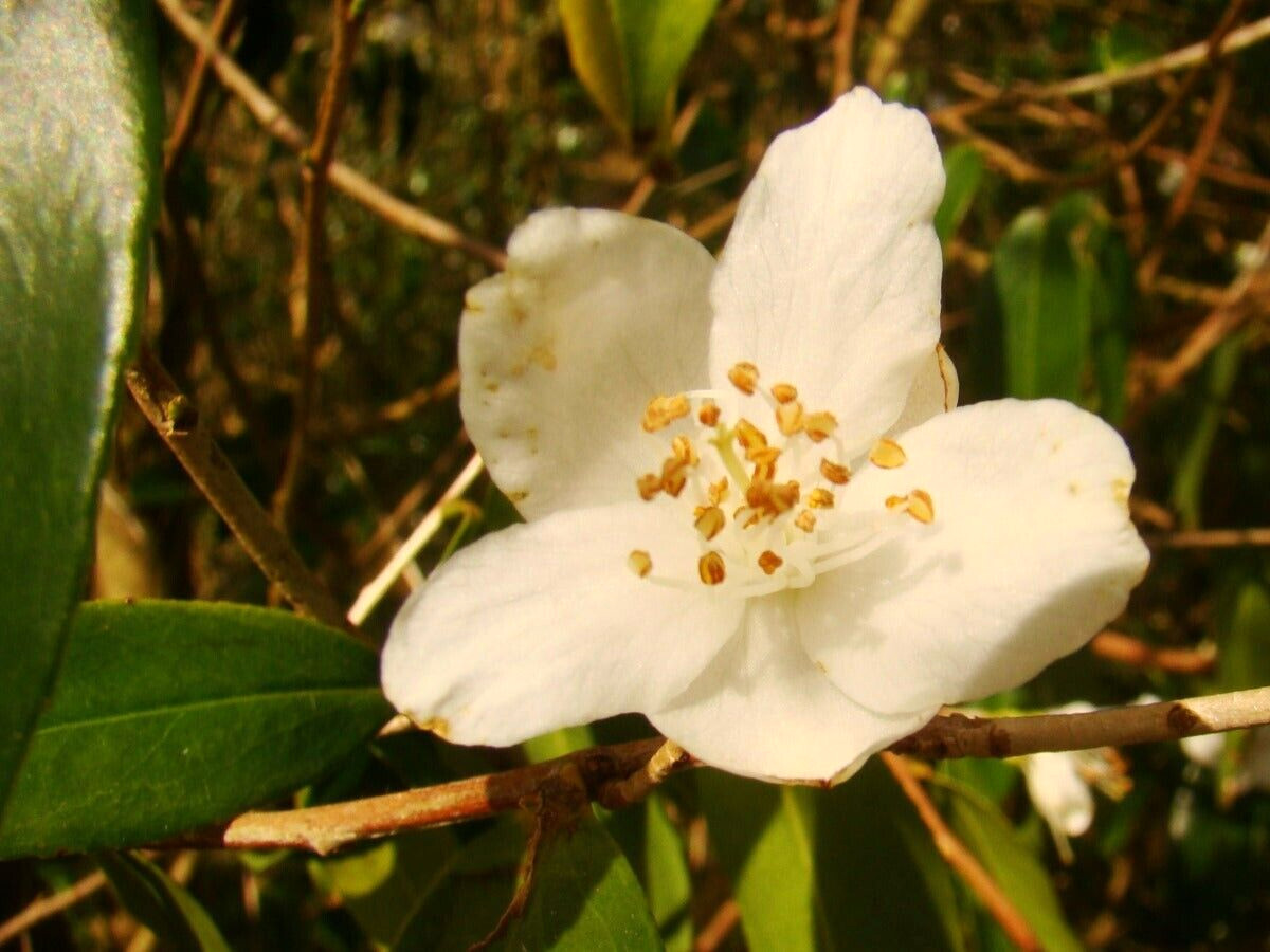 10 CUSPIDATE CAMELLIA SEEDS – Camellia cuspidata