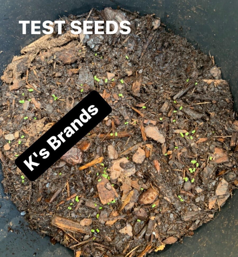 HẠT CẢI TRỜI (HƠN 200 HẠT) – BLUMEA LACERA SEEDS |SUPER TINY SEEDS|