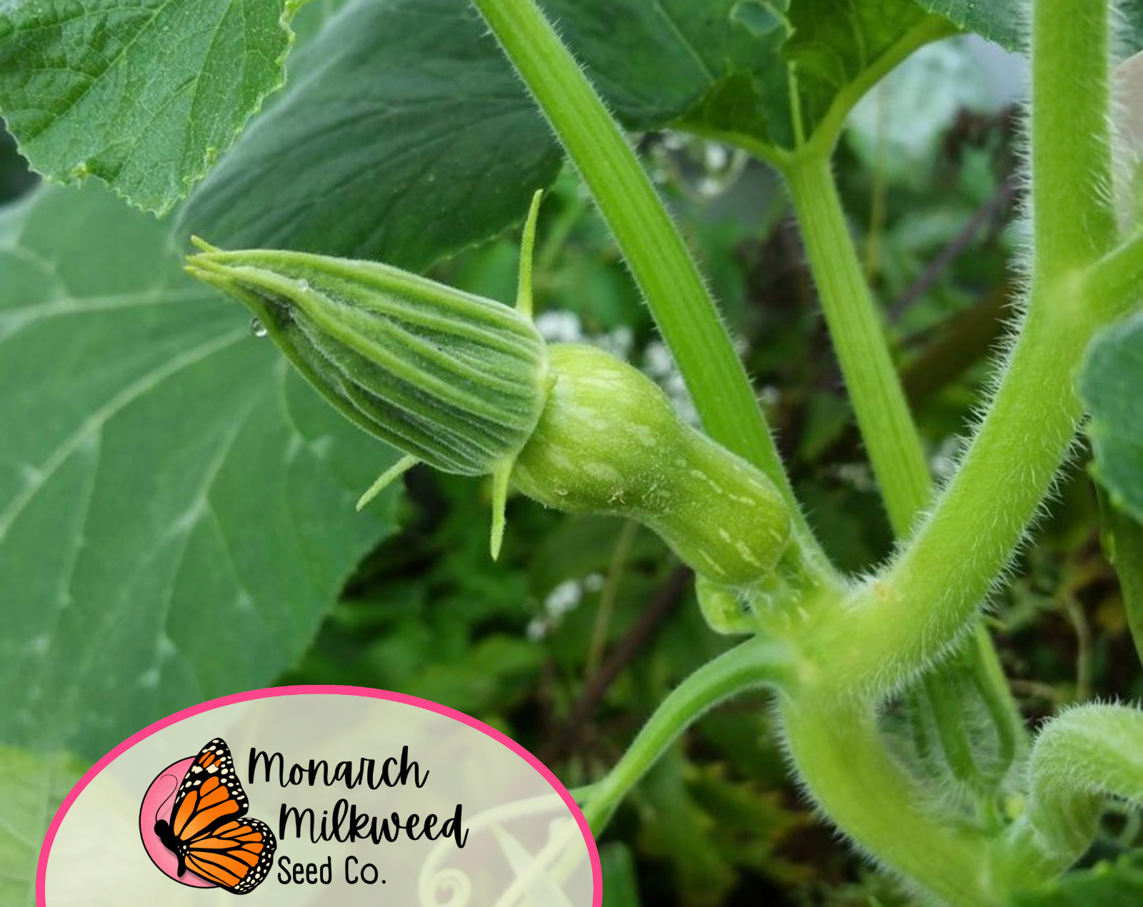 75+ Butternut Squash Seeds | Heirloom, Non-GMO, Vegetable Gardening Seed Packet