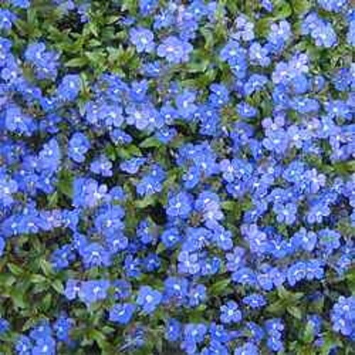 50+ VERONICA CREEPING BLUE SPEEDWELL PERENNIAL FLOWER SEEDS GREAT CUT FLOWER