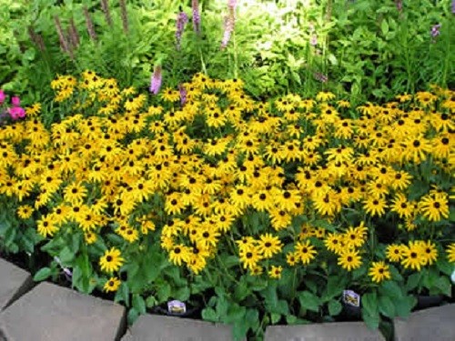 30+ Rudbeckia Goldsturm Flower Seeds / Reseeding Annual