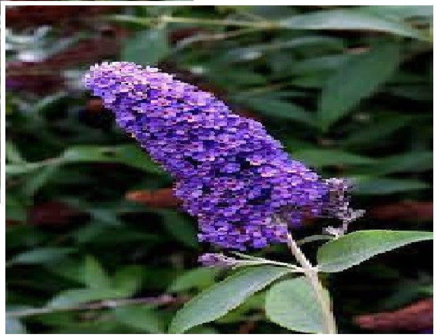 500 + Seeds True ” Purple ” Butterfly Budhelia Bush Perennial USA Seller
