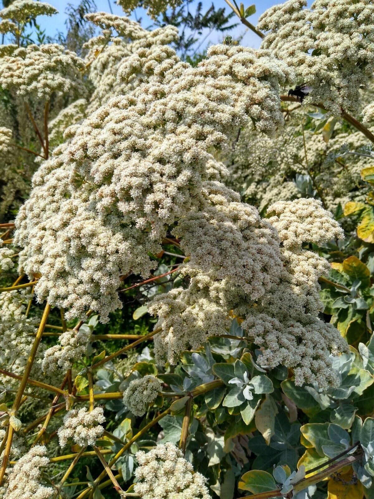 California Buckwheat Seeds