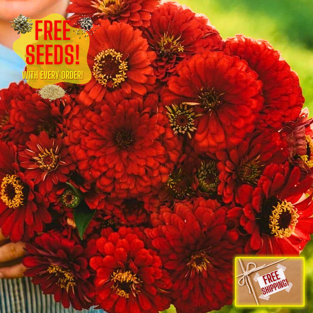 Fresh Premium Zinnia Seeds | Scarlet Flame | Heirloom Non-GMO | Flower Seeds