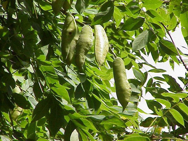 Kentucky Coffee, Gymnocladus dioicus, Tree Seeds (Fall Colors, Hardy, Fast)
