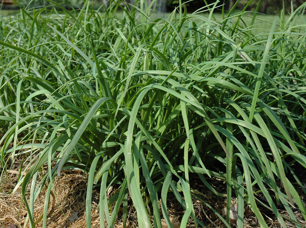 20 GARLIC CHIVE ROOTS (Chinese leeks roots 韭菜) organic grown, 10+ years