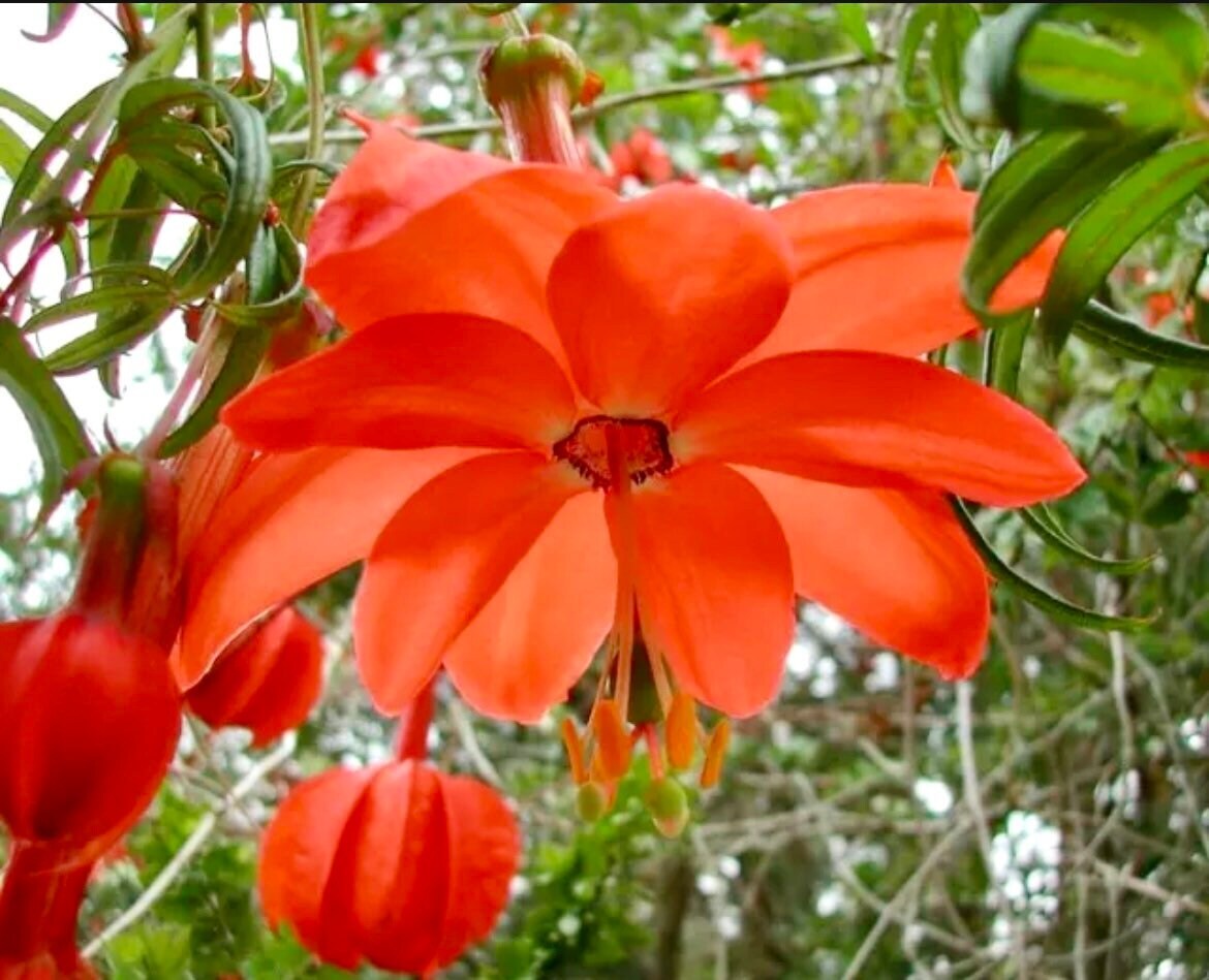 Variety of Passiflora Seeds ~ Passionflower ~ Maypop ~ Passion Fruit Flower