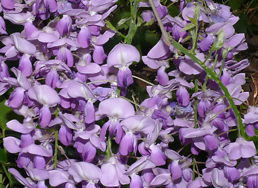 Blue Chinese Wisteria Vine, Wisteria sinensis, Seeds (Fast, Showy, Hardy)