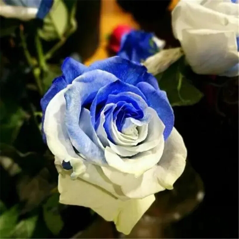 25pc ROSE SEEDS Garden Plant Flower Nursery rare exotic USA seller FREE shipping