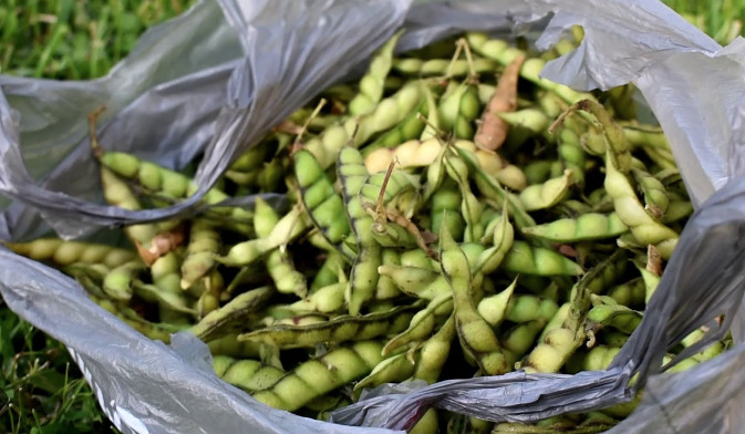 20 Gandules seeds, Pigeon Peas, Cajanus Cajan, High Quality seeds, NON-GMO