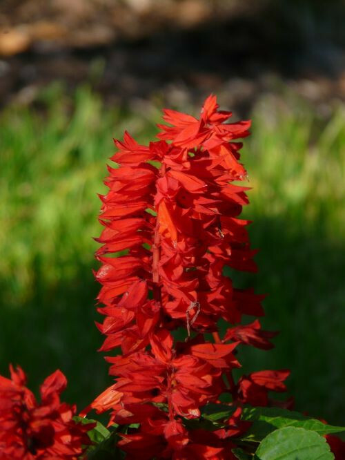 500+ SAGE SEEDS | Scarlet Red (Salvia Coccinea) | Medicinal Herb Wildflower