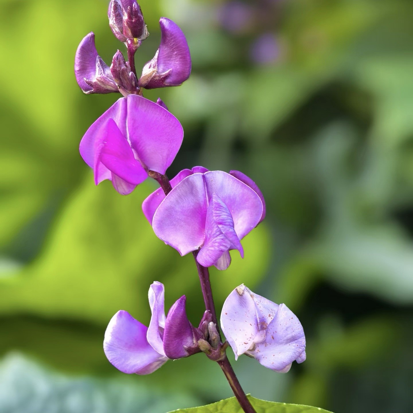 Free Shipping 6 Rare purple beans Seeds,hyacinth bean, Lablab purpureus