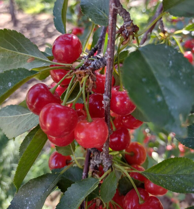 10 Non-GMO Montmorency Sour Cherry Seeds – Prunus cerasus – Tart Cherry Tree