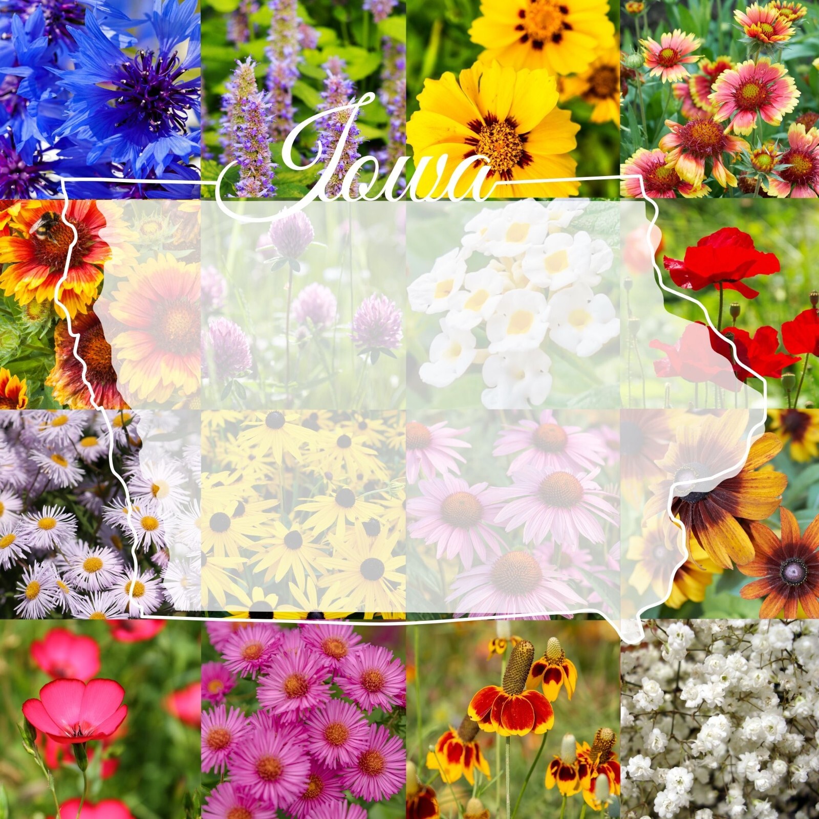 1 Pound Iowa Bulk Wildflower Seed Mix 1lb Covers 2,000sq-ft