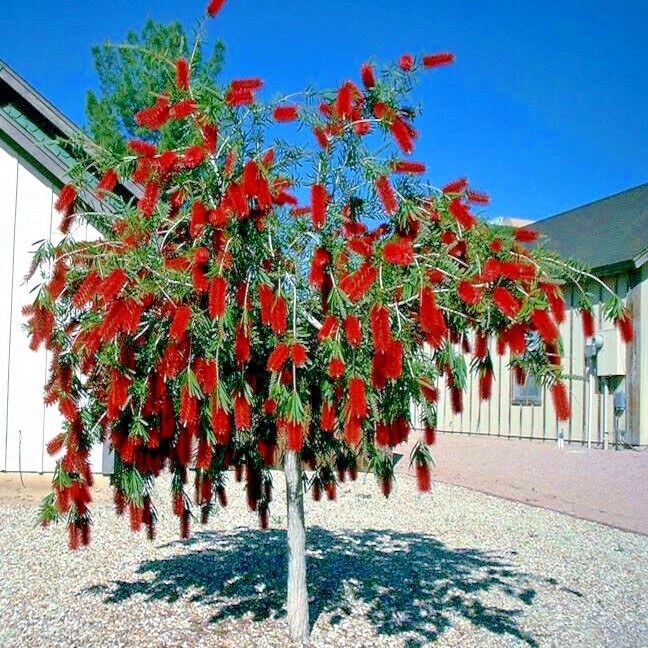 100 WEEPING BOTTLEBRUSH Flower Tree Seeds Garden Plant (Callistemon viminalis)