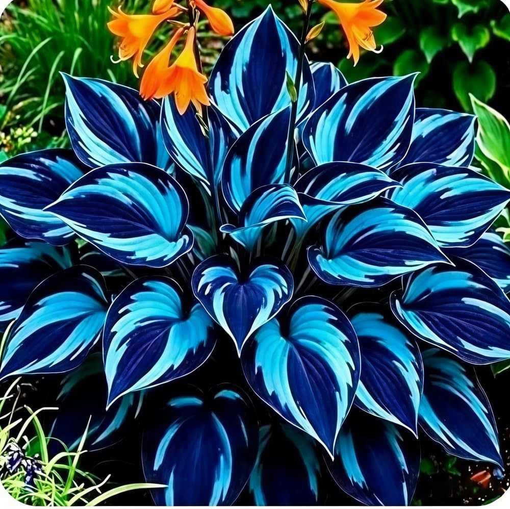 220+ Mixed Color Hosta Seeds for Planting – Hostas Seeds Rare Perennial Flower