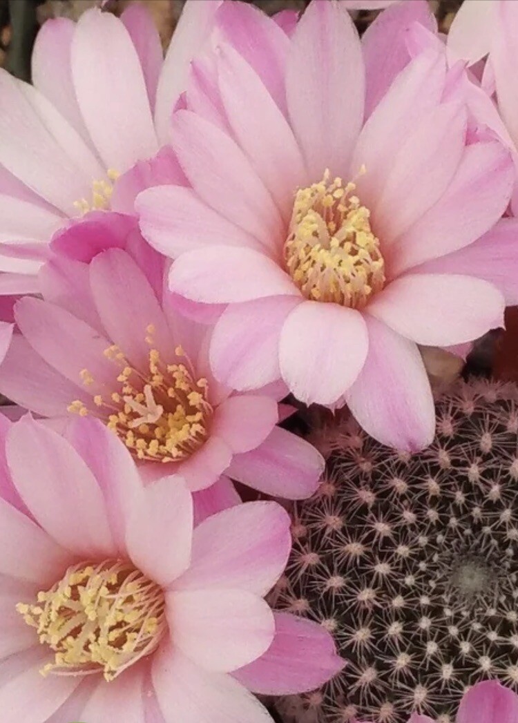 Rebutia narvaecensis cactus pink flowers 1-2 year old bare root