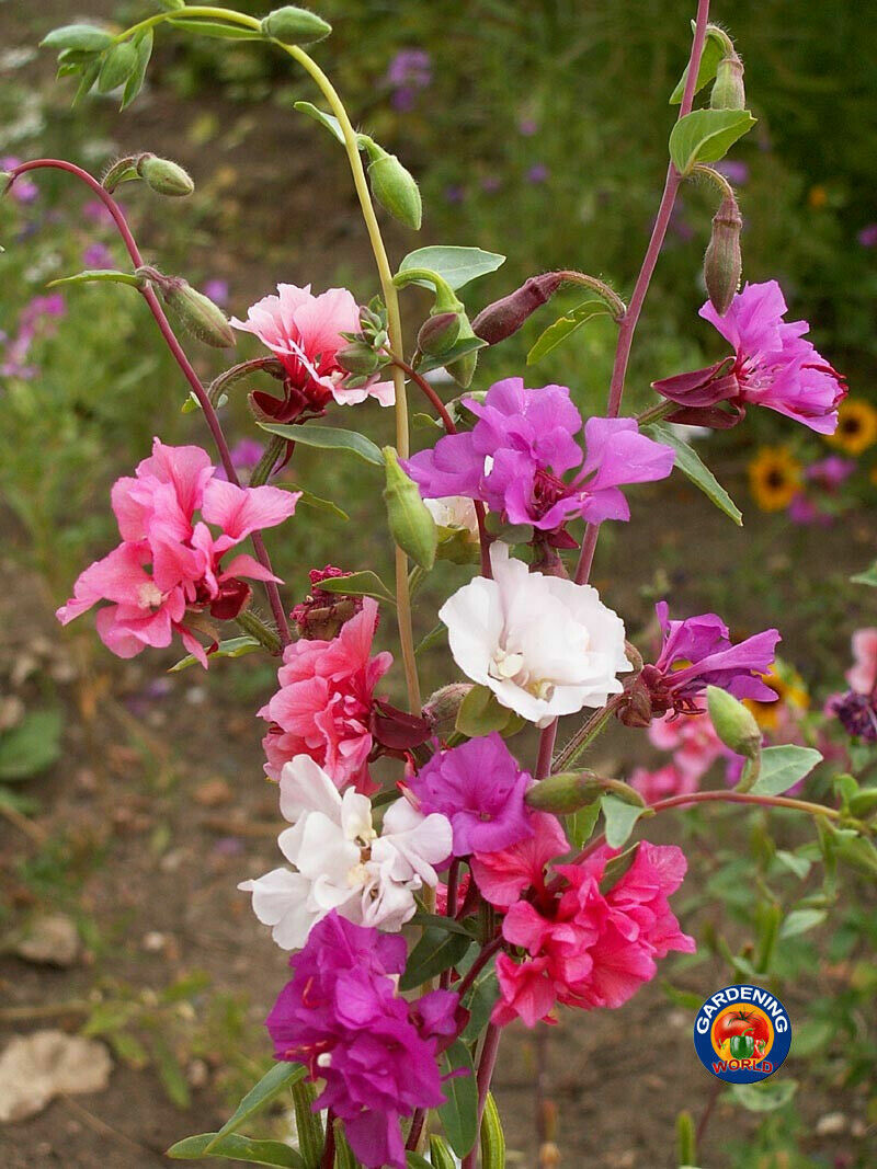 Clarkia Flower Seeds unguiculata Garland Mountain Mix (2000 to 20,000 Seeds)