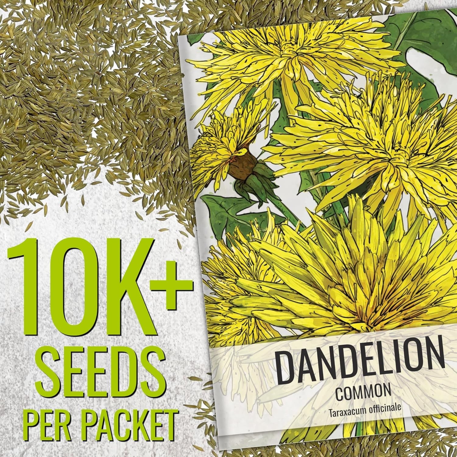 Seed Needs 10,000+ Common Dandelion Herb Seeds for Planting – Non-GMO, Heirloom