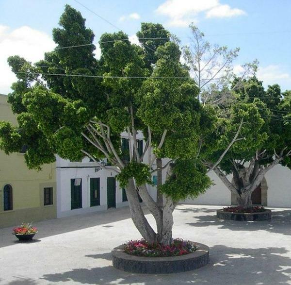 Ficus benjamina | Weeping or Benjamin Fig | Chinese Banyan | 500 Seeds