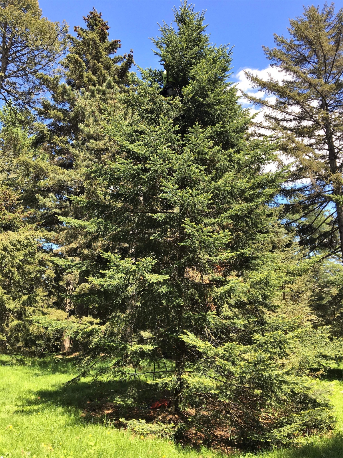 30 BALSAM FIR Tree Abies Balsamea Christmas Tree Silver Pine Canadian Fir Seeds