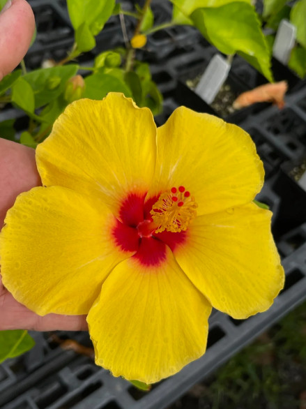 Tequila Hibiscus Live Plant – 4-6″ Tall – Tropical Flowering Houseplant for Gard