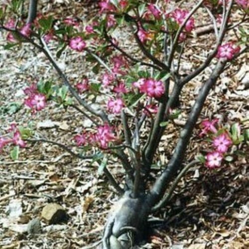 Adenium Somalense, “Black Somalense”, 10 seeds