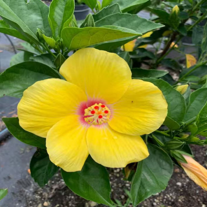 Tequila Hibiscus Live Plant – 4-6″ Tall – Tropical Flowering Houseplant for Gard