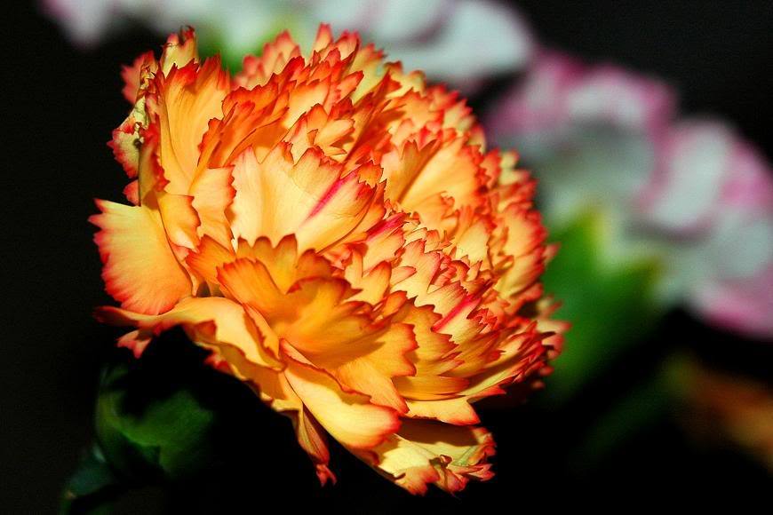 50 ORANGE CARNATION Dianthus Caryophyllus Chabaud Flower Seeds *Flat S/H