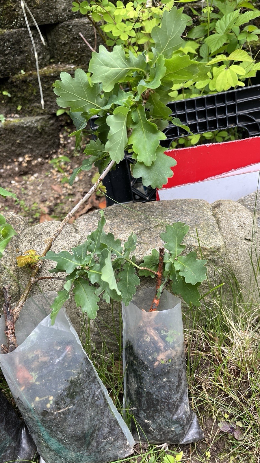 Quercus robur ‘Compacta’ Dwarf Compact English Oak Grafted Tree Rare Item