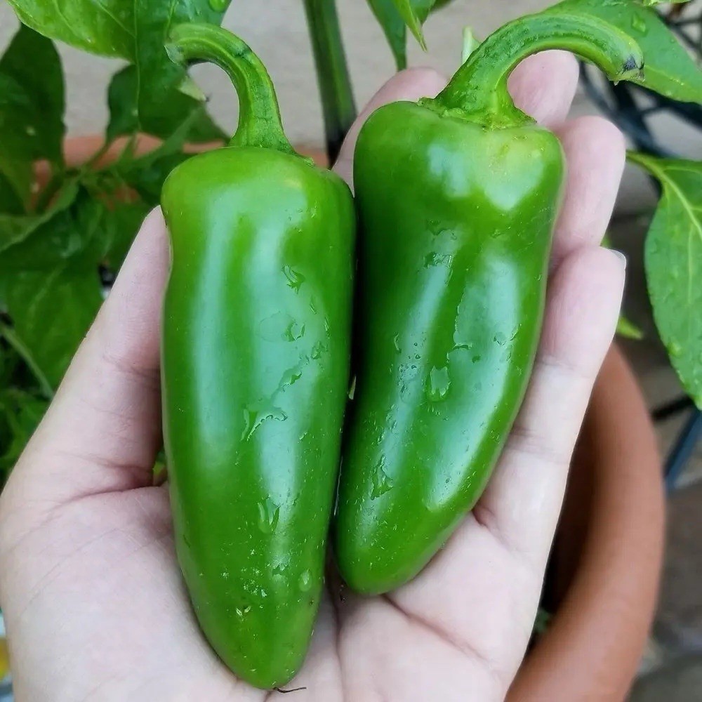 Texas Jumbo Jalapeño Pepper Seeds Huge Pod Choose Yours (50-100-200) 🌶️🔥