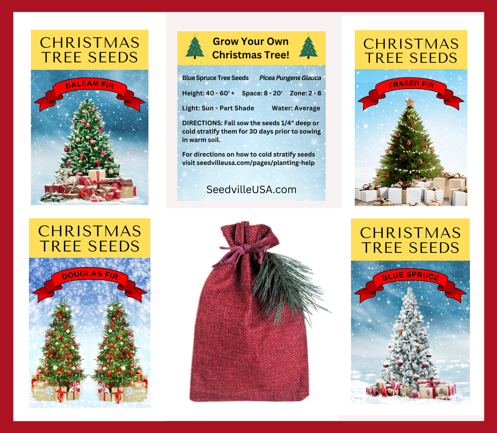 Grow Your Own CHRISTMAS TREE – Balsam Fir ( Abies Balsamea ) Gift Seed Packet