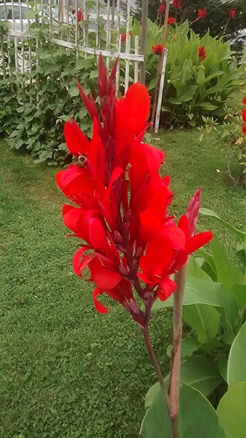 SALE!! CANNA INDICA Rhizomes/Bulbs~HEIRLOOM~RED Flowers~Hummingbirds LOVE