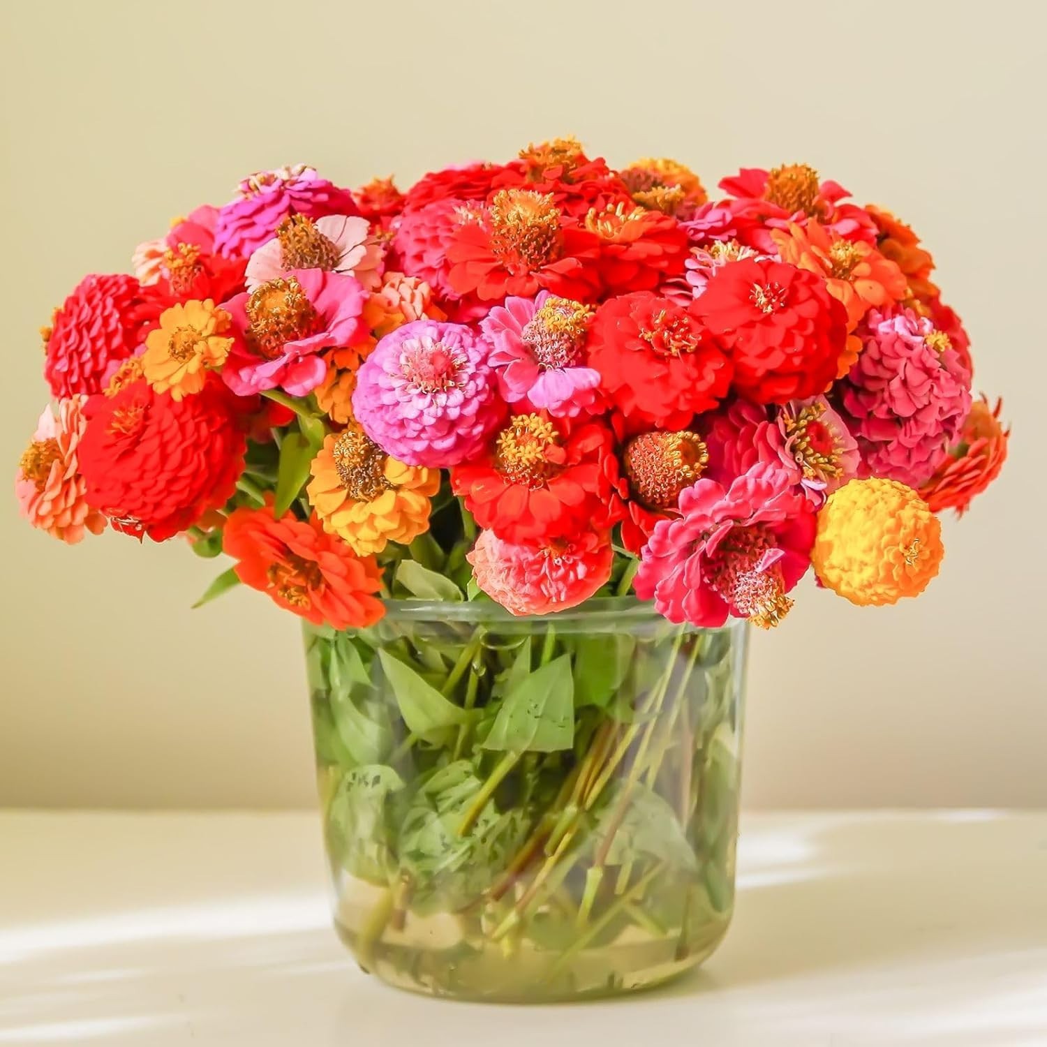Giant Zinnia Seeds – 20,000+ High Germination Rate for Colorful Outdoor Blooms