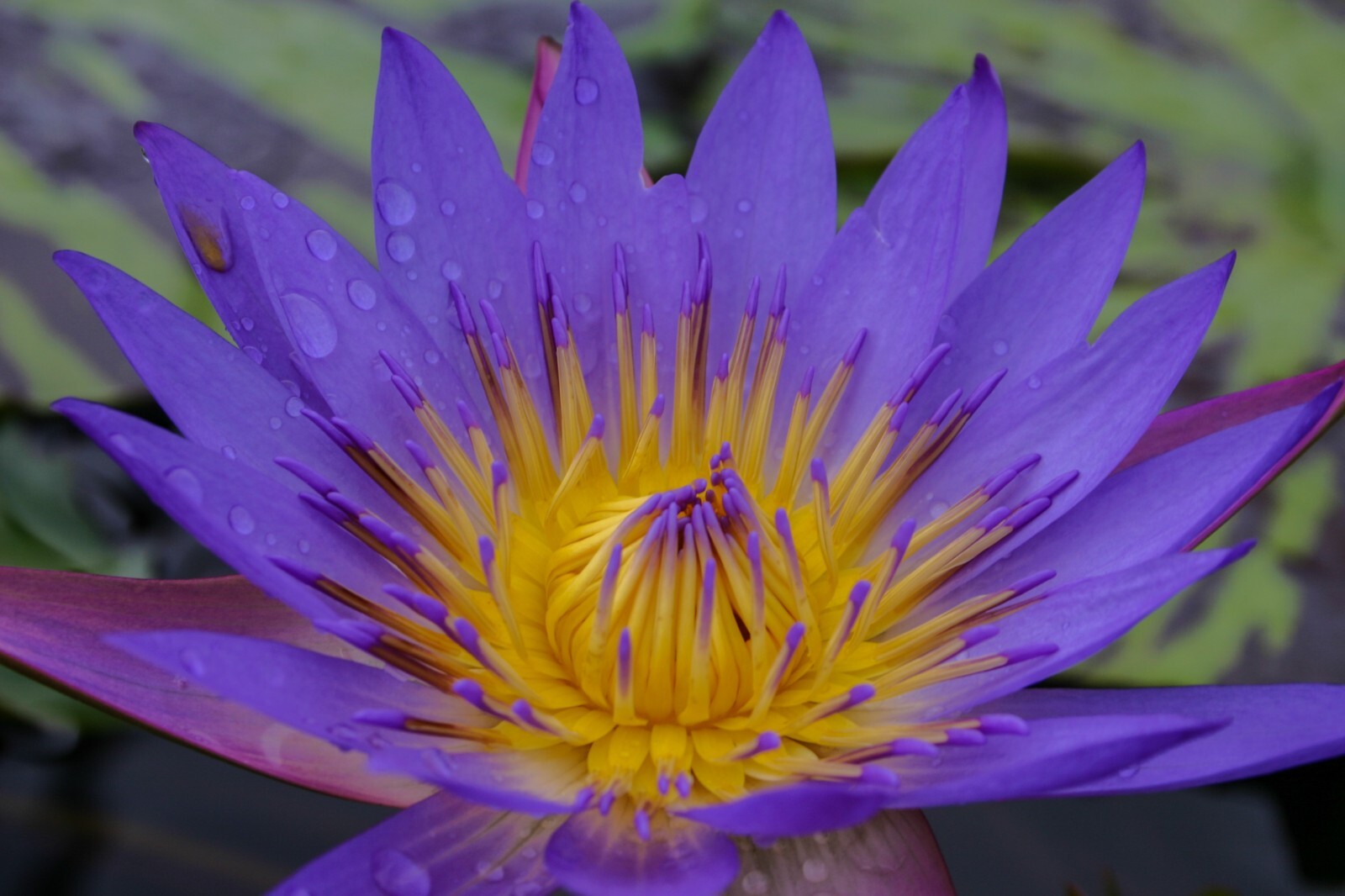 Tina – Tropical Water Lily