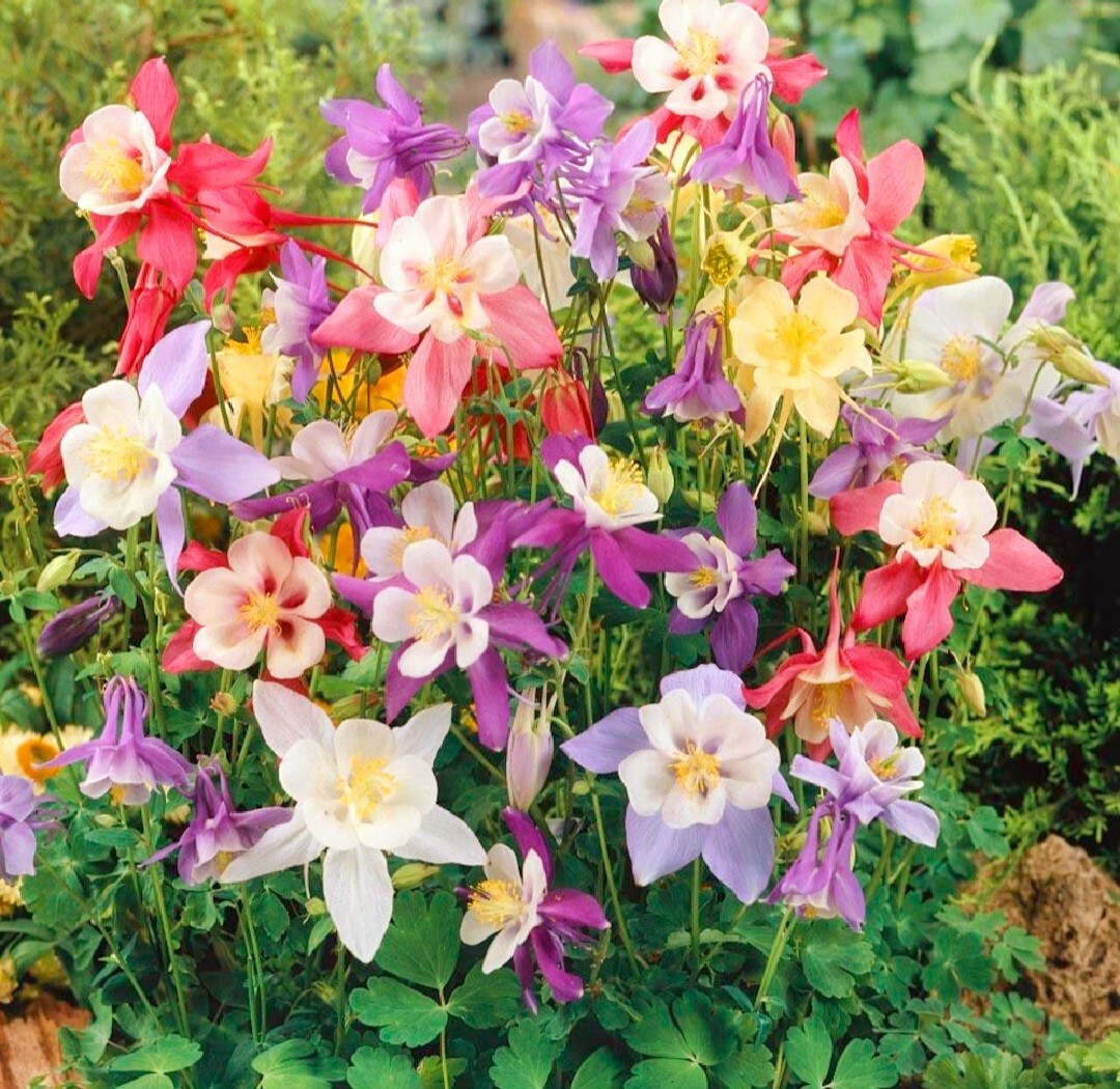 Columbine 250 Seeds McKana Giant Hybrids Aquilegia vulgaris Dwarf Granny’sBonnet