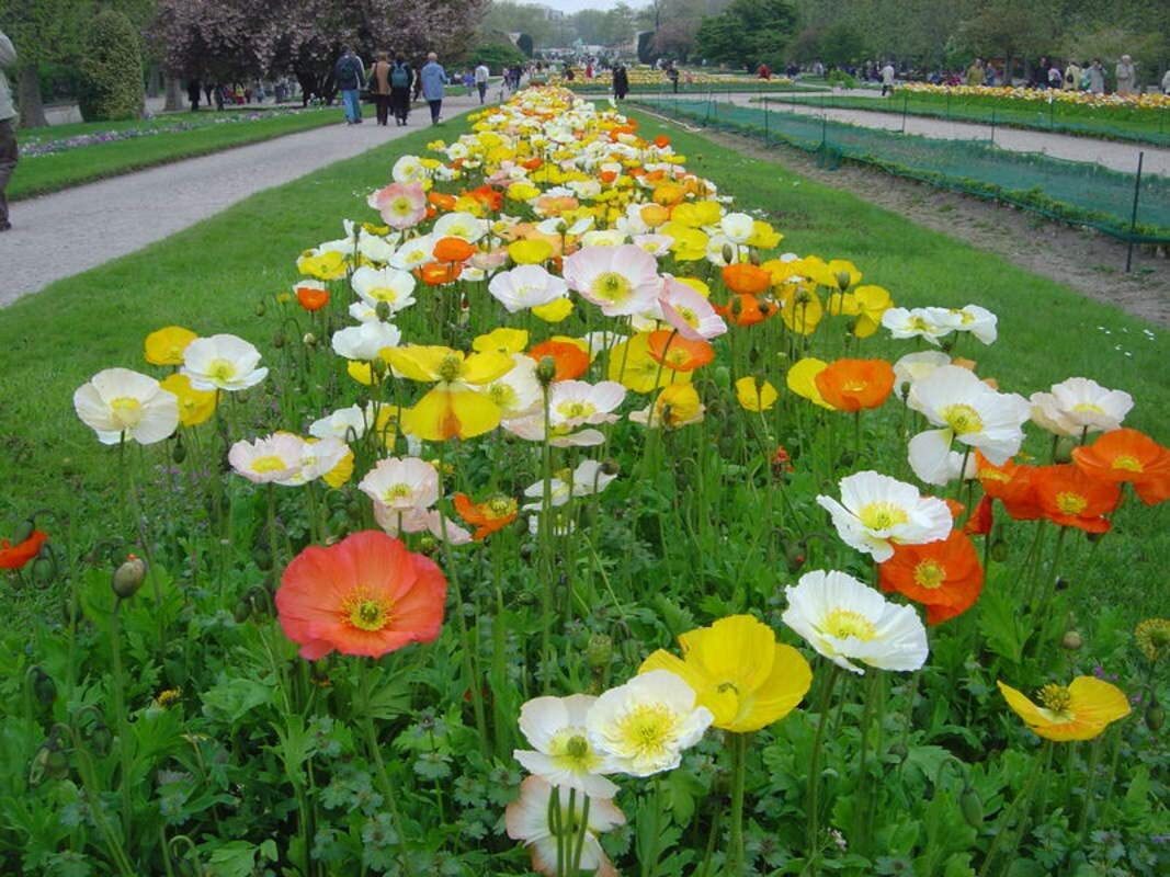 1,000 Iceland Poppy Seeds for Planting