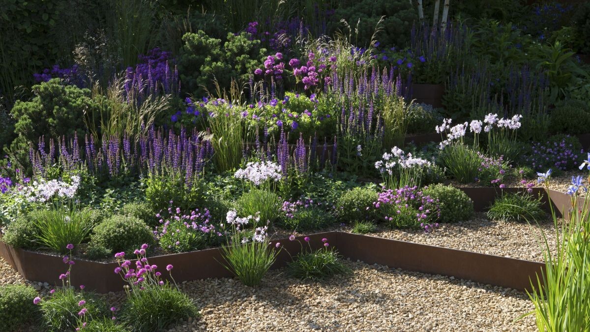 100+SEEDS Lavender English Munstead PERENNIAL Naturally Grow