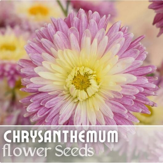 Amethyst Breeze Mum Chrysanthemum Seeds 200+ Seeds Mum Flower Flower Seeds