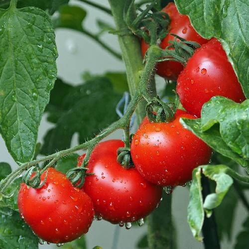 120+ Ace 55 Tomato Seeds — Heirloom — NON GMO — FRESH