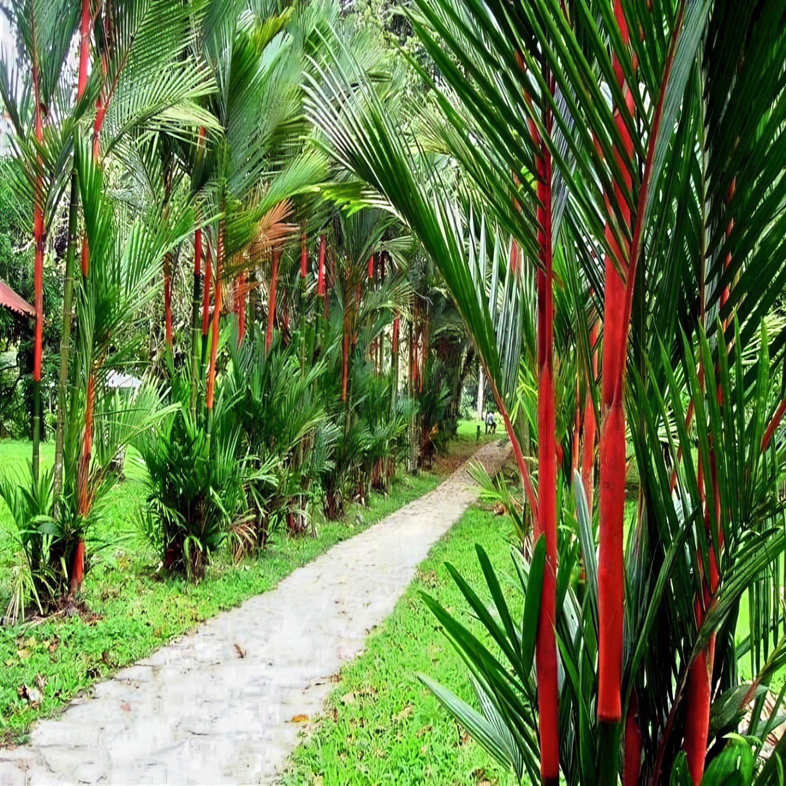 RED SEALING WAX “LIPSTICK PALM” TREE SEEDS (Cyrtostachys renda) House Plant RARE